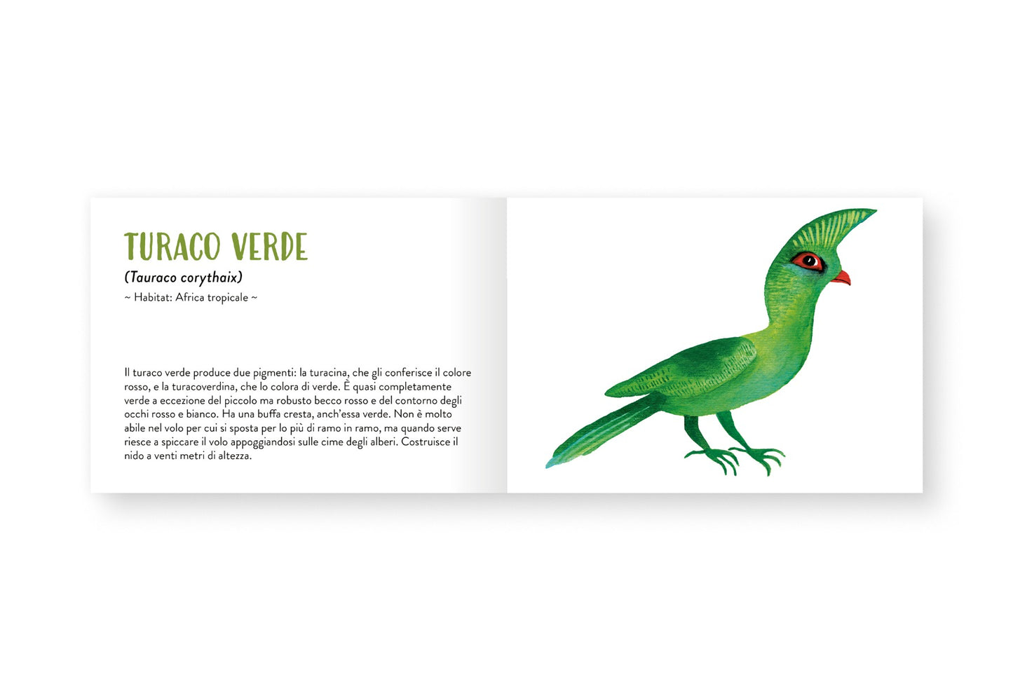 Il piccolo libro degli animali verdi