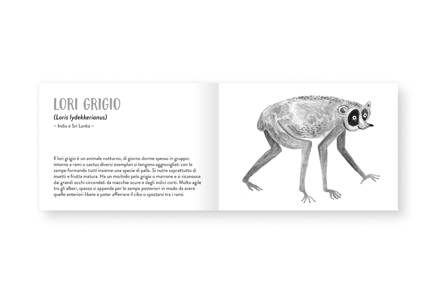 Il piccolo libro degli animali grigi