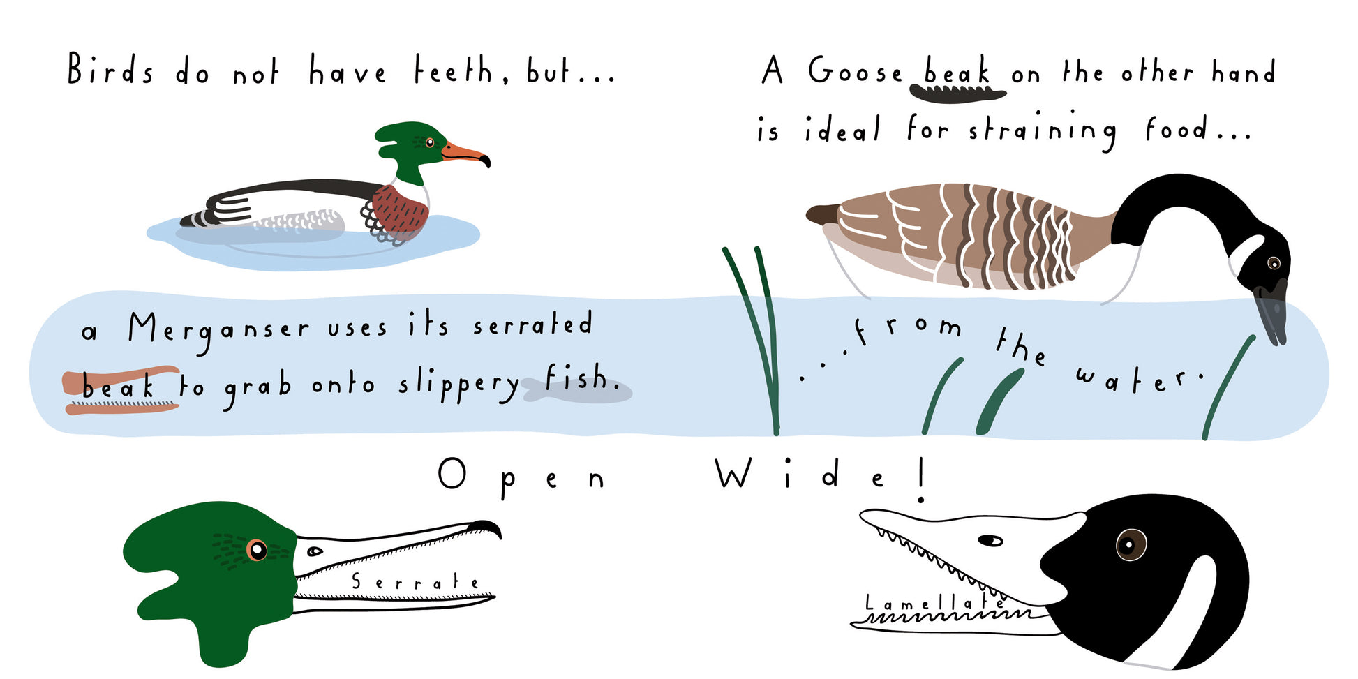 Bird Beak Book