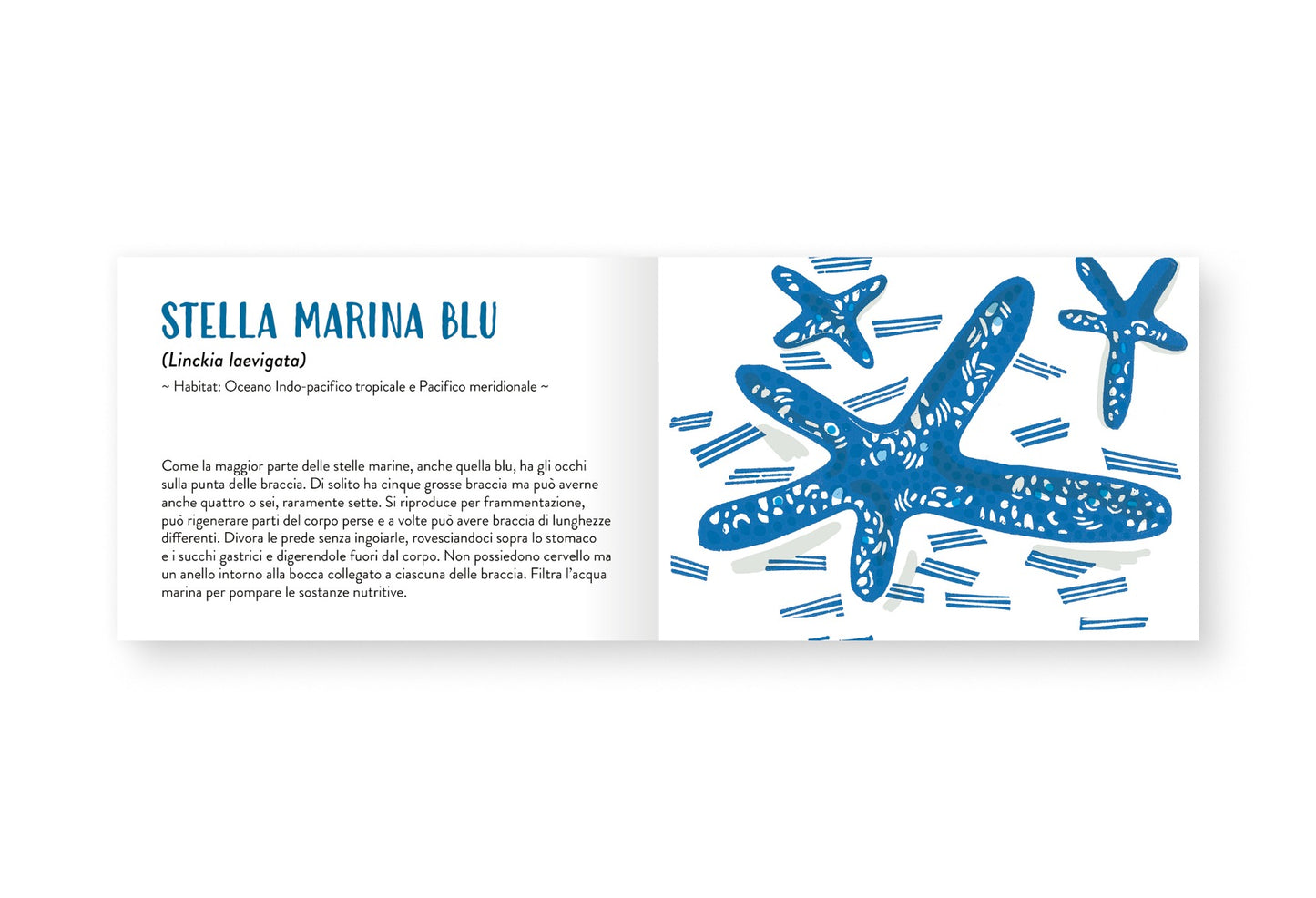 Il piccolo libro degli animali blu