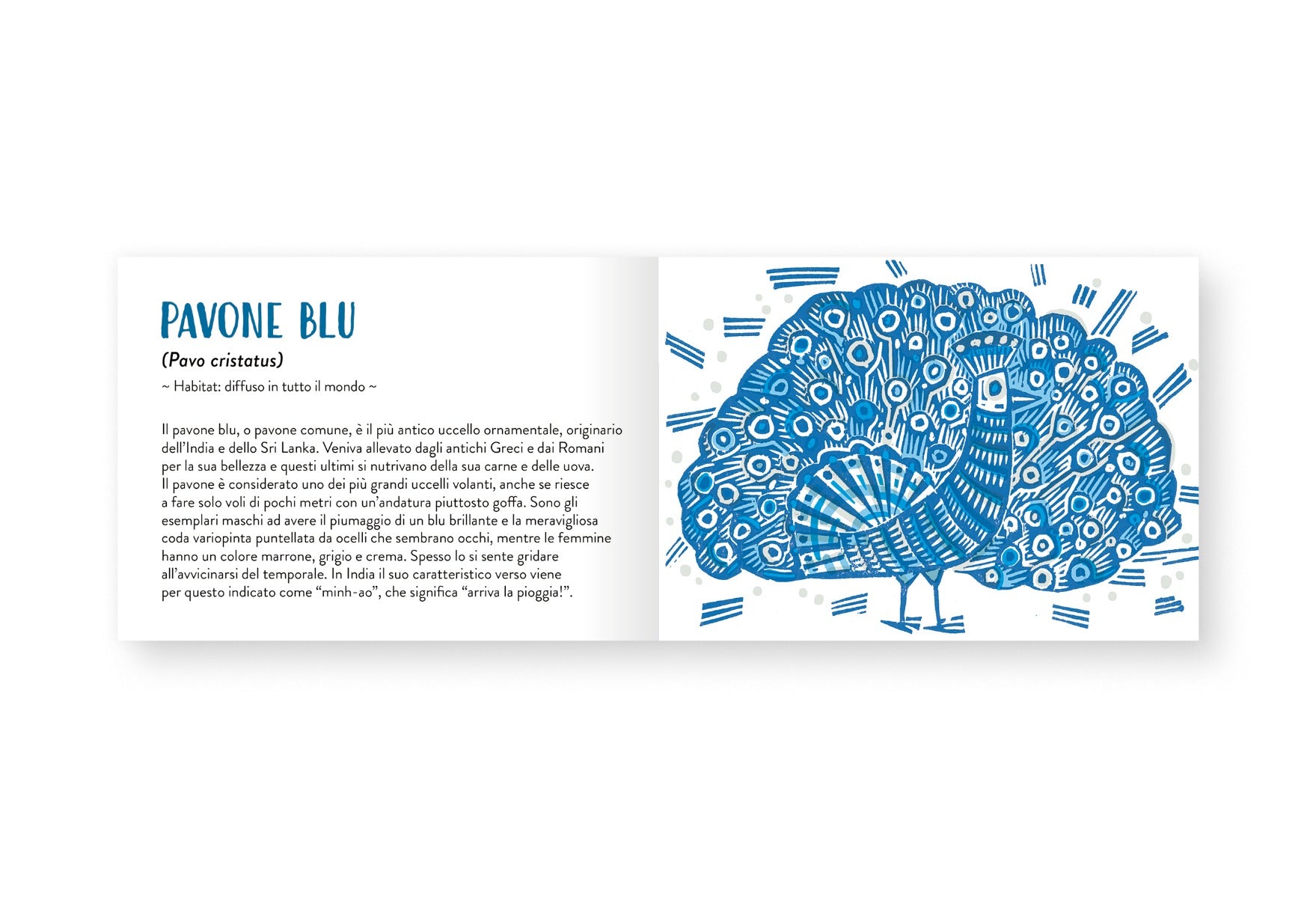 Il piccolo libro degli animali blu
