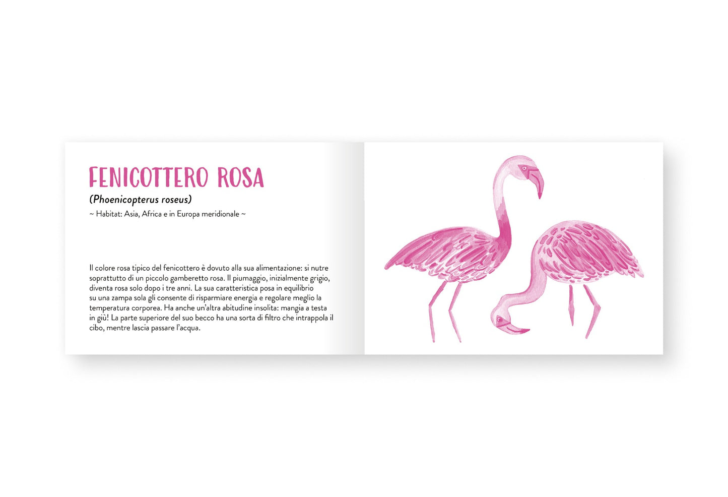 Il piccolo libro degli animali rosa