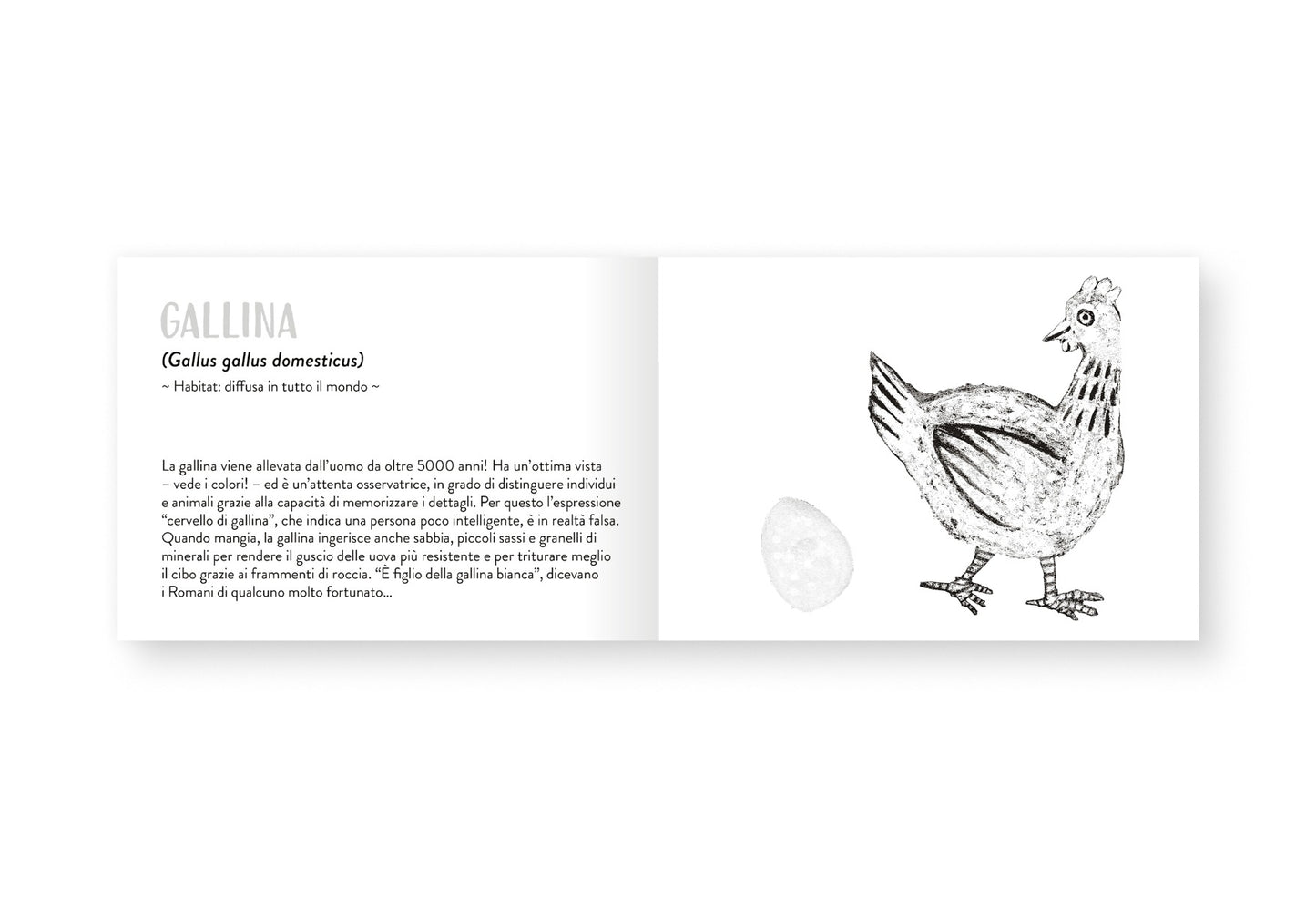 Il piccolo libro degli animali bianchi
