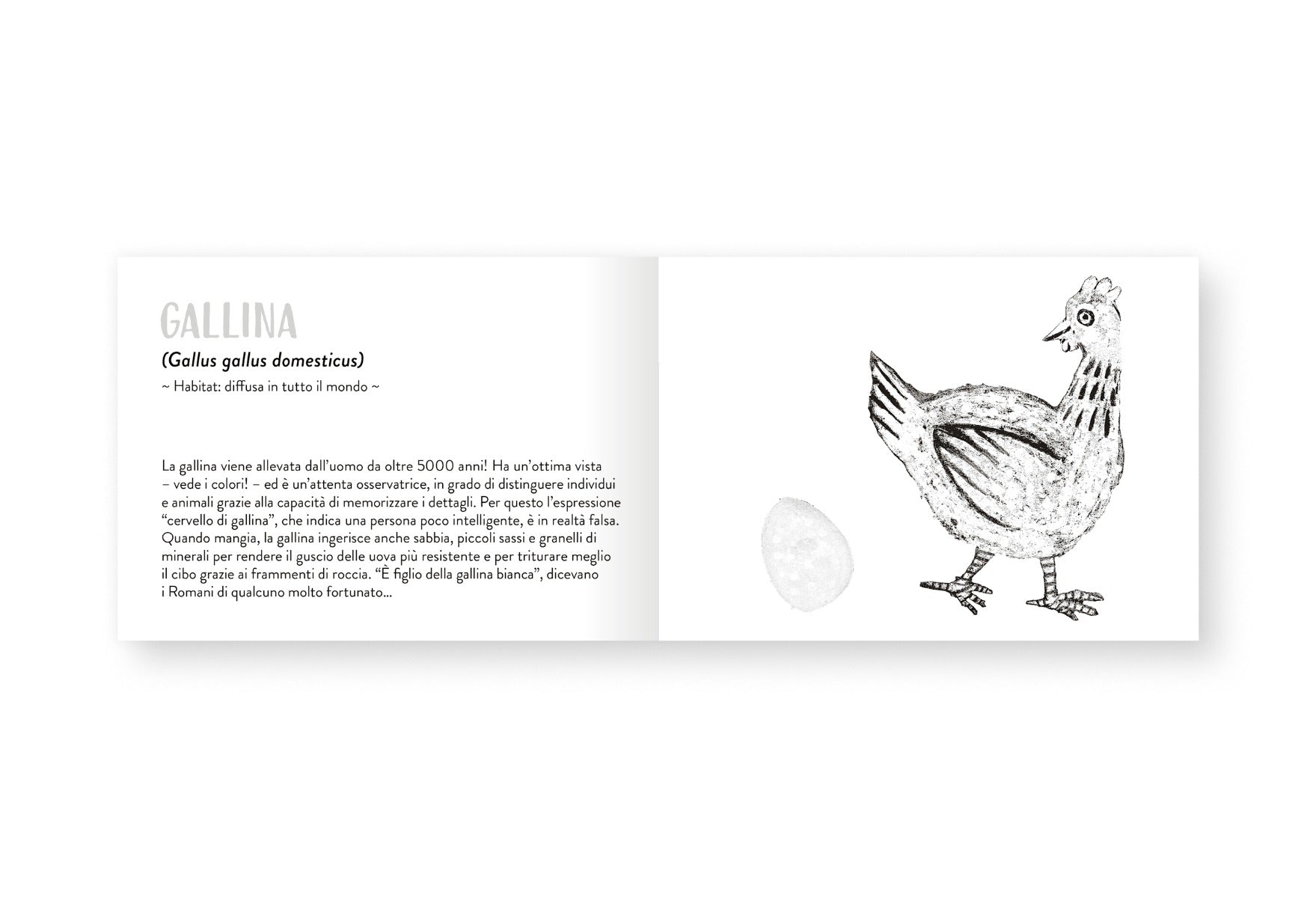 Il piccolo libro degli animali bianchi