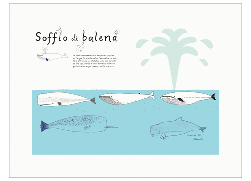 Soffio di balena