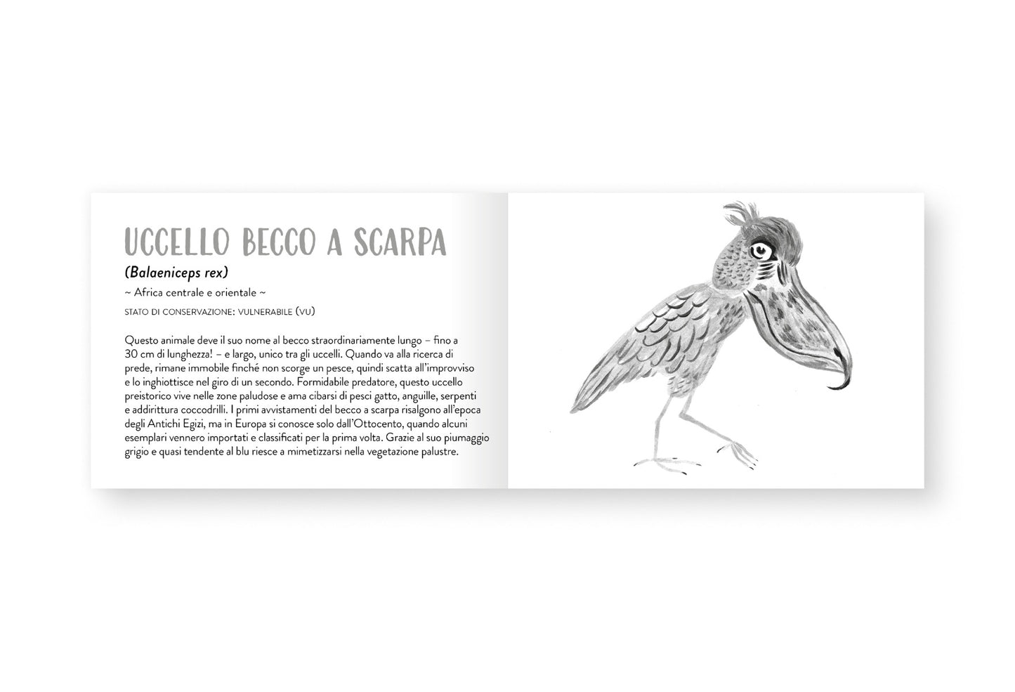 Il piccolo libro degli animali grigi