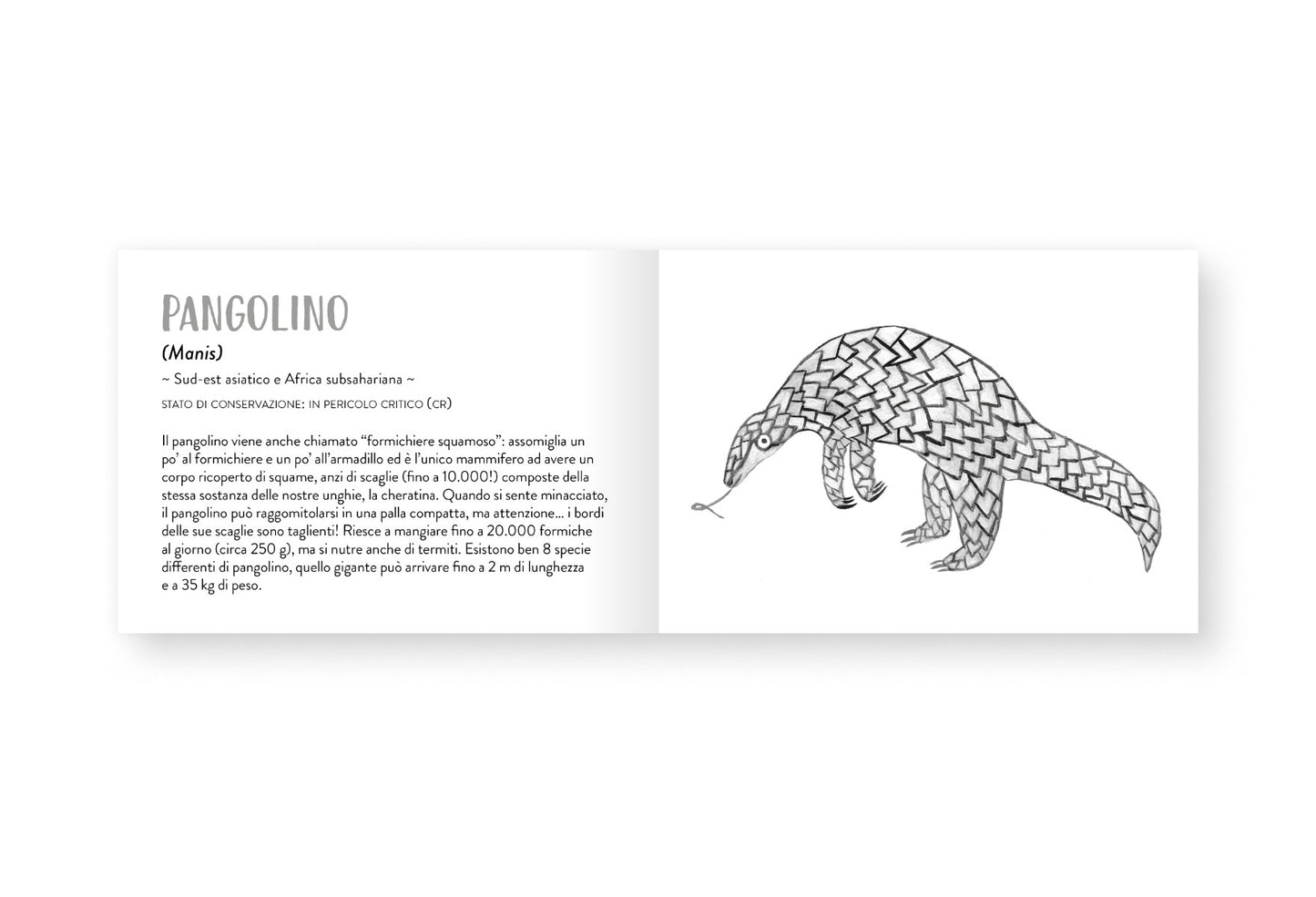 Il piccolo libro degli animali grigi