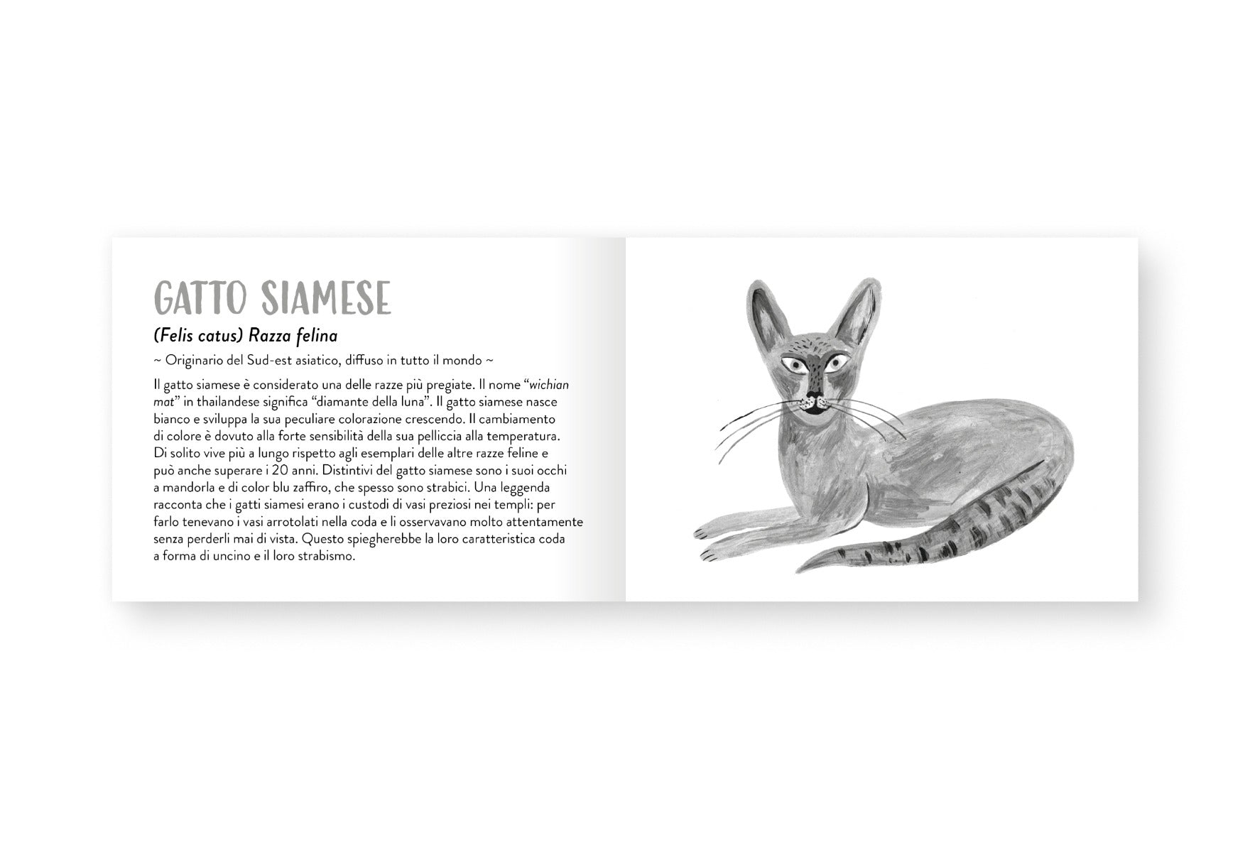 Il piccolo libro degli animali grigi