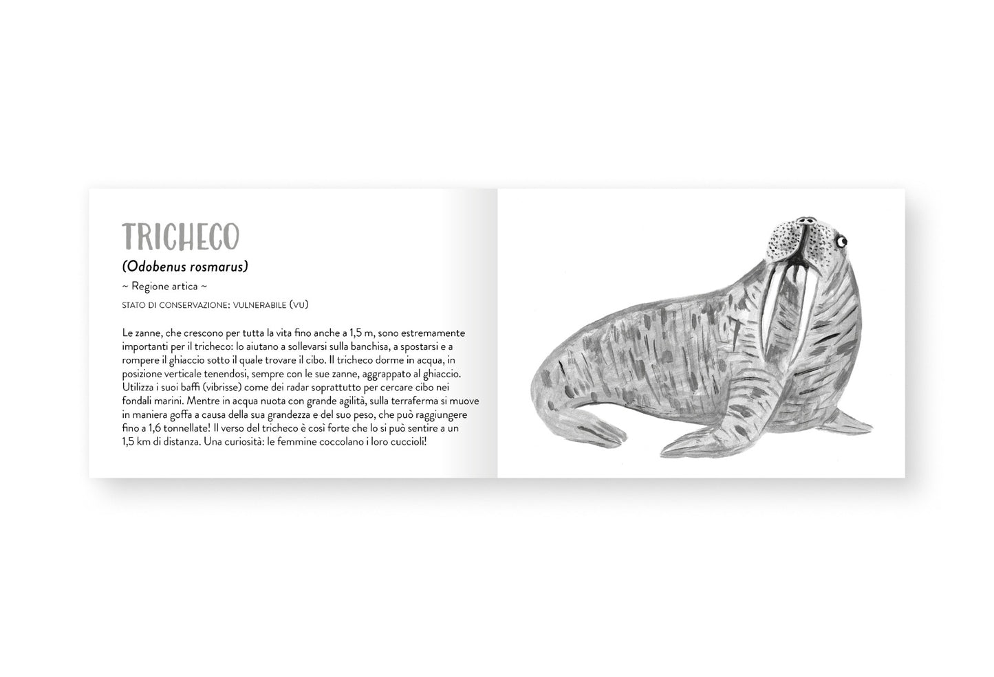 Il piccolo libro degli animali grigi