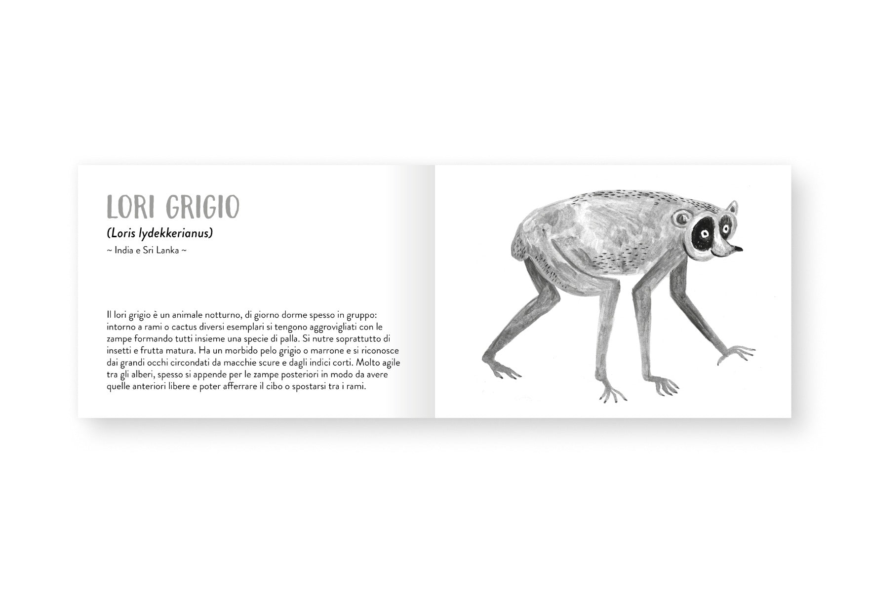 Il piccolo libro degli animali grigi