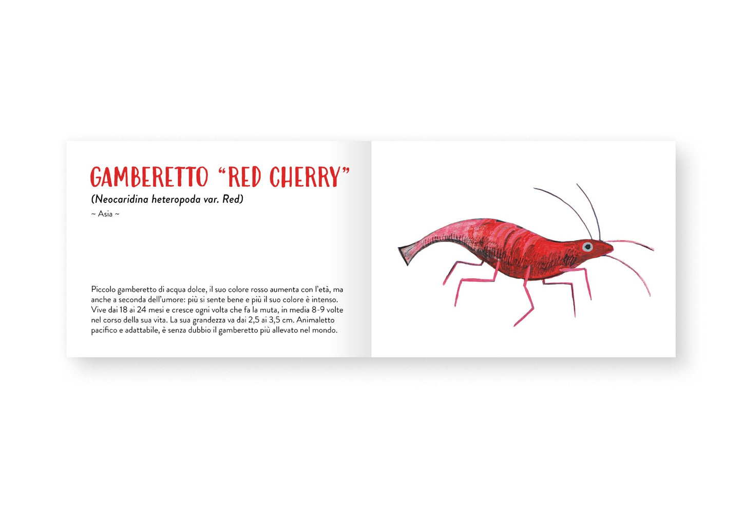 Il piccolo libro degli animali rossi