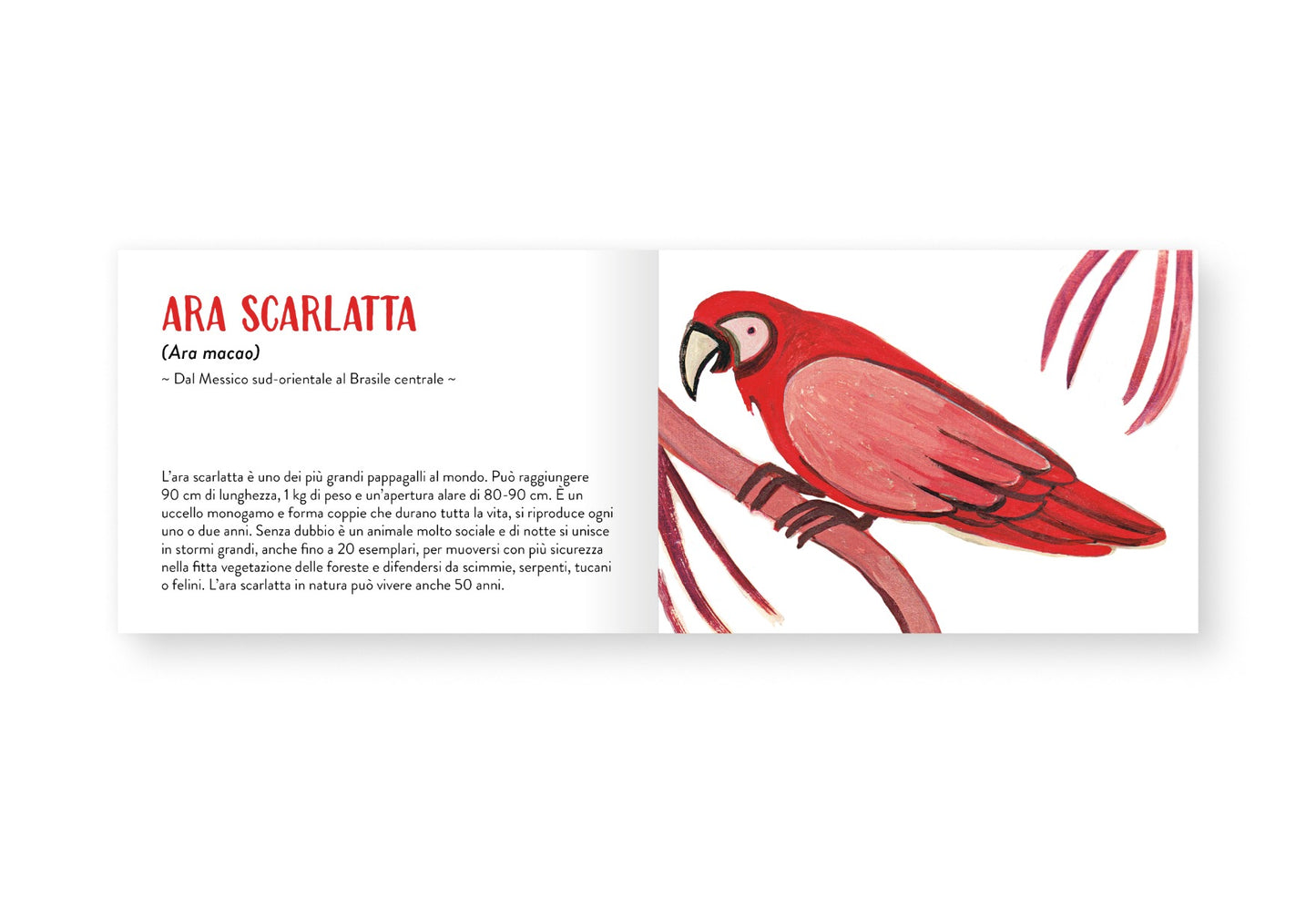 Il piccolo libro degli animali rossi