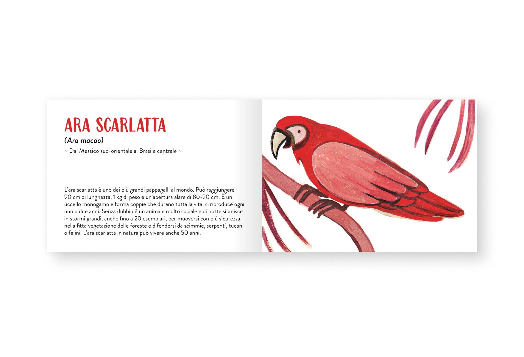 Il piccolo libro degli animali rossi