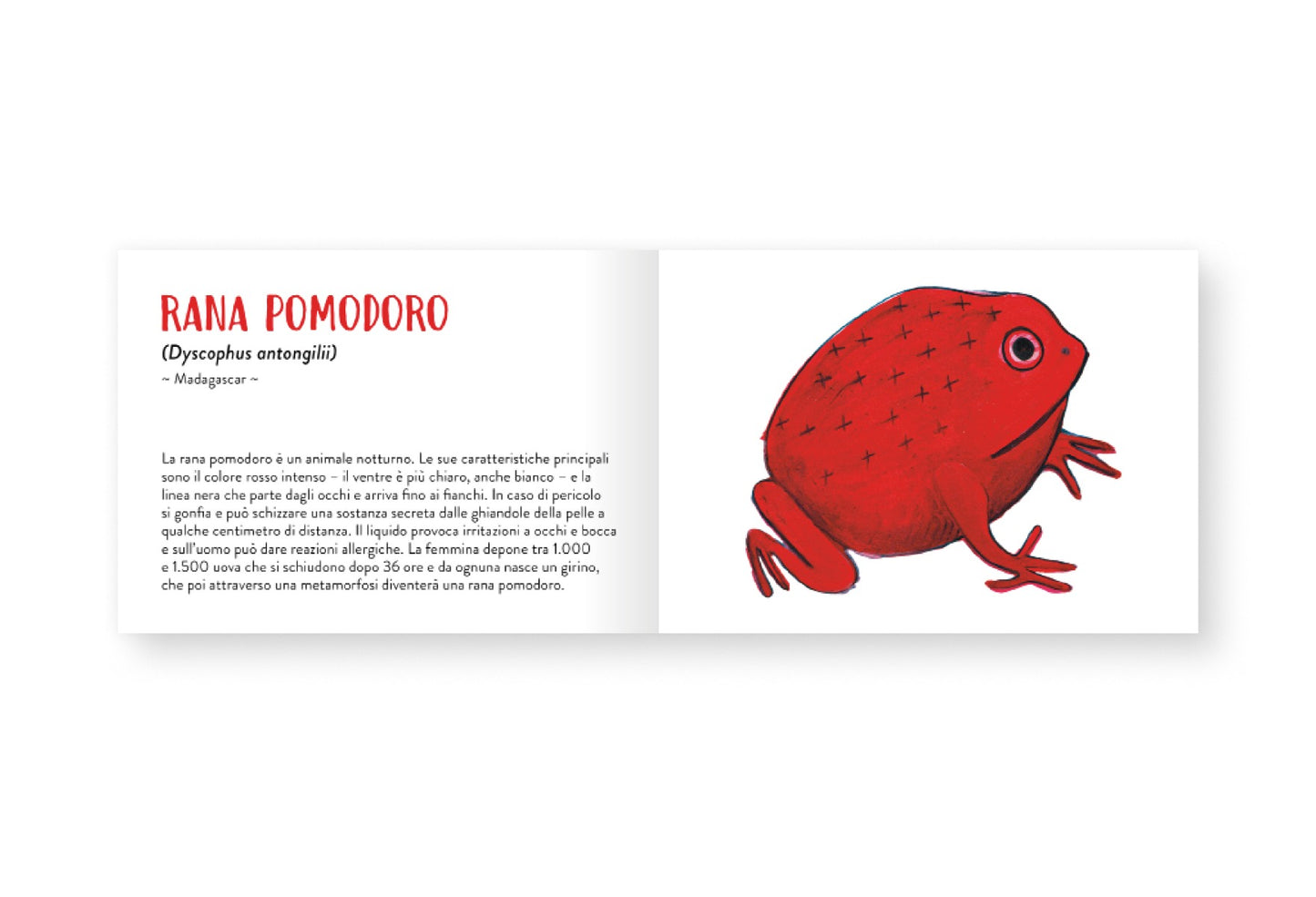 Il piccolo libro degli animali rossi